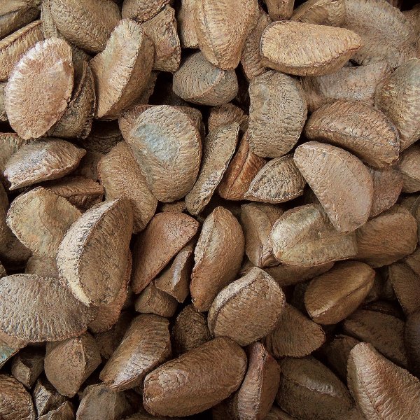 Noci Brasiliane Guscio Crude ( in Guscio Tostate )